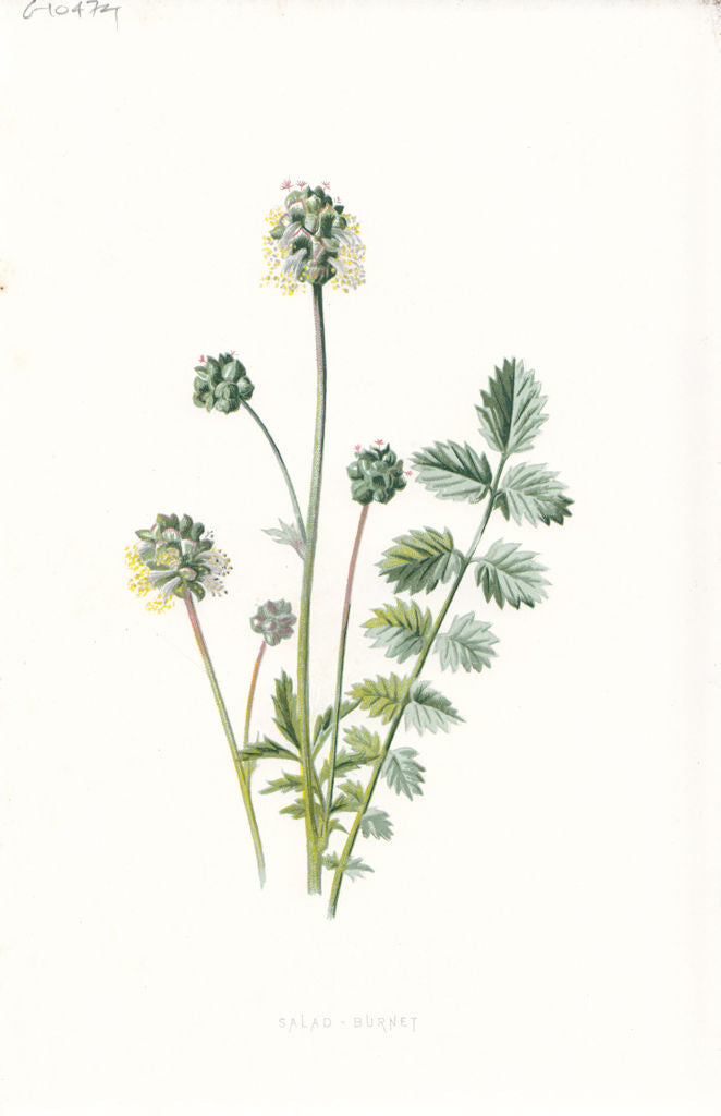 FLOWERS. Salad Burnet c1895 old antique vintage print picture